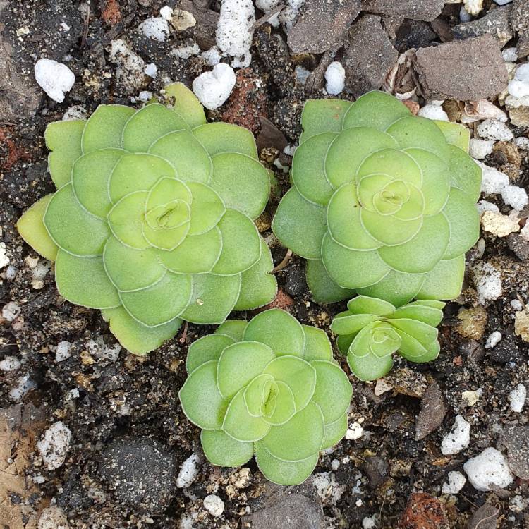 Plant image Crassula 'Orbicularis'