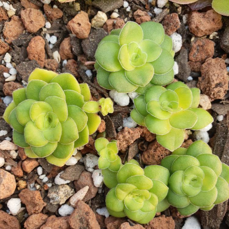 Plant image Crassula 'Orbicularis'