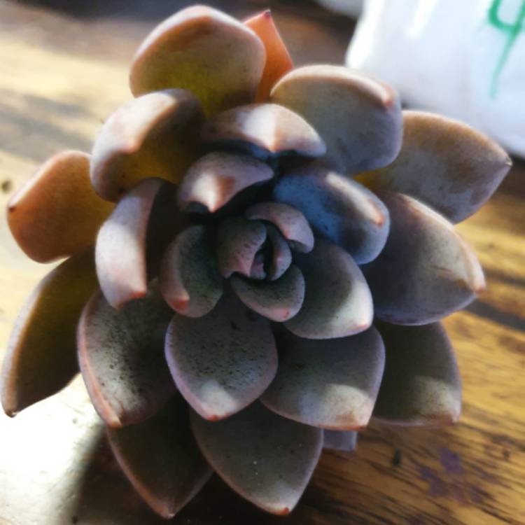 plant image 1229070