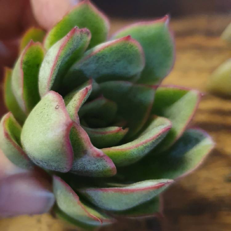 Plant image Echeveria 'Moon Godess'