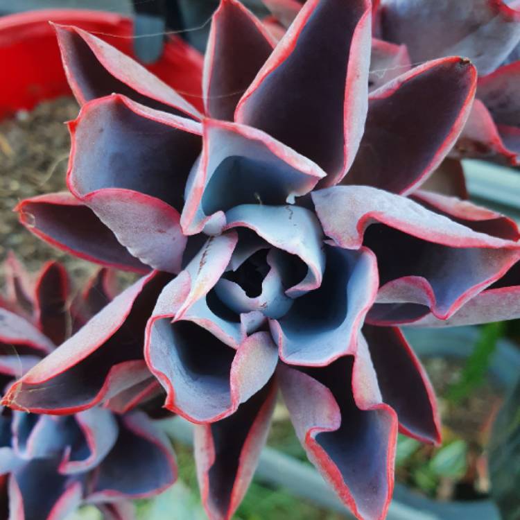plant image 1436850