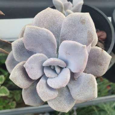 Graptoveria 'Margaret Rose'