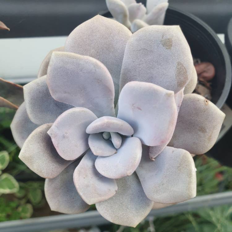 plant image 1436892