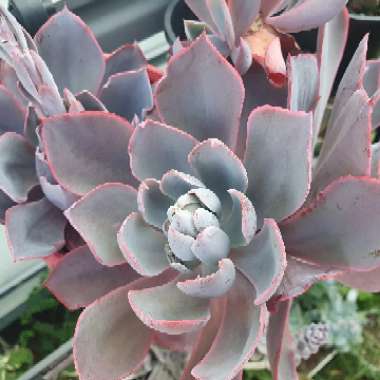 Echeveria 'Afterglow'