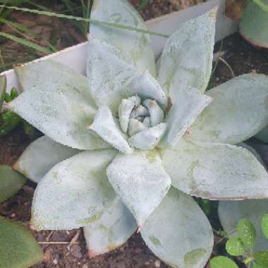 Echeveria 'Mexican Giant'