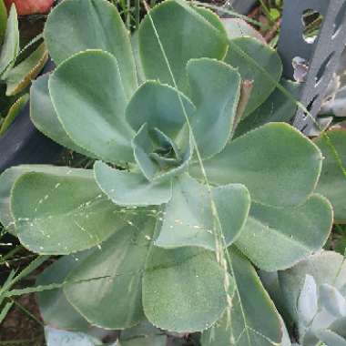 Bronny's plant