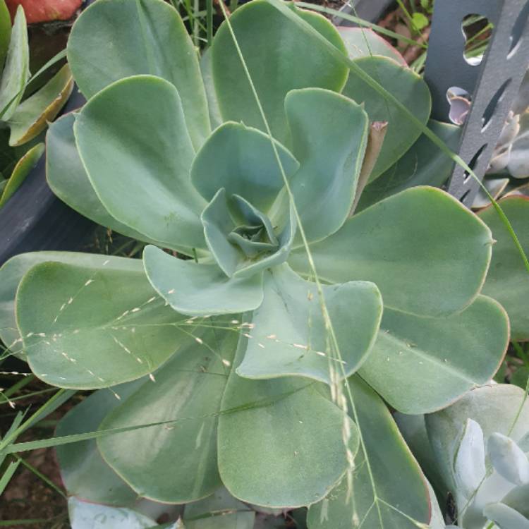 plant image 1436910