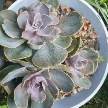 Echeveria 'Perle Von Nurnberg'