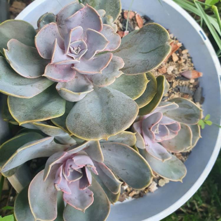 plant image 1436911