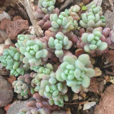 Sedum 'Dasyphyllum'