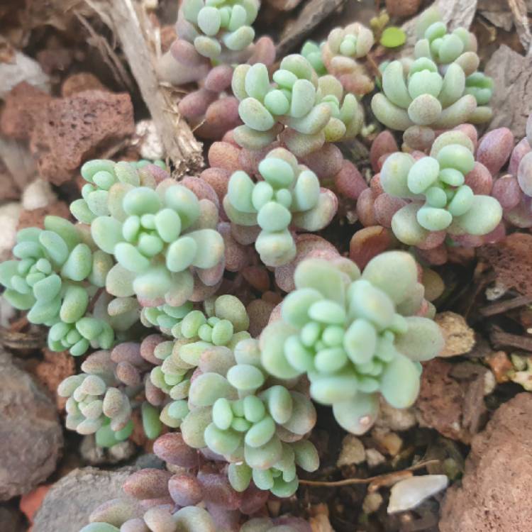 plant image 1436913