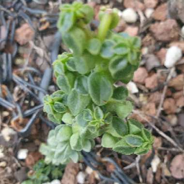 Crocodile Peperomia