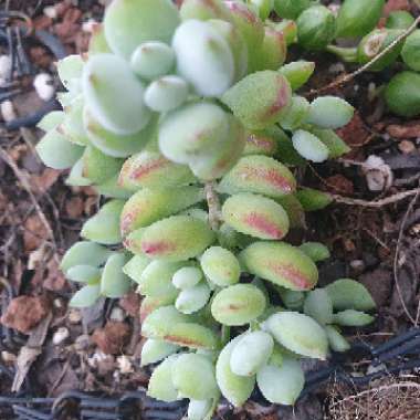 Cliff Cotyledon