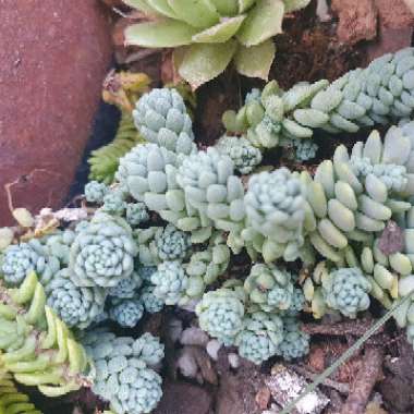 Sedum 'Dasyphyllum Major'