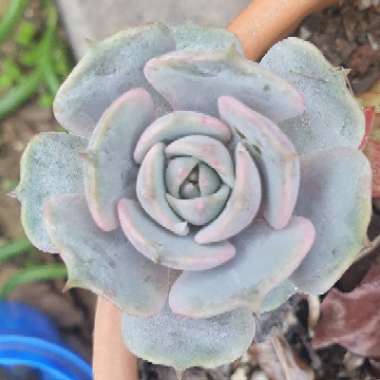 Echeveria 'Lola'