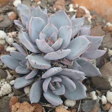 Echeveria