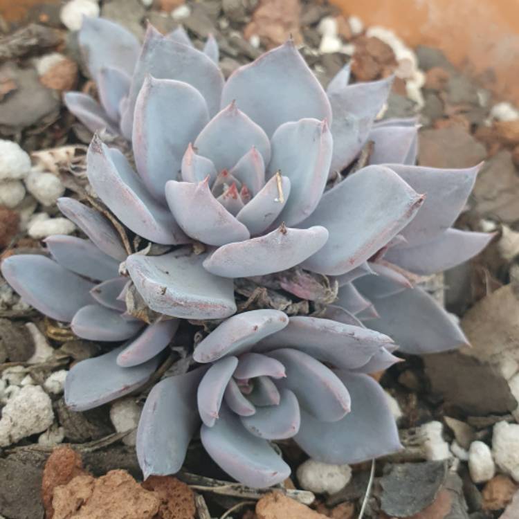 plant image 1436919