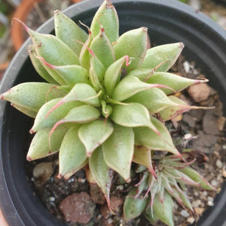 plant image 1436920