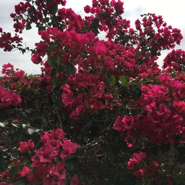 Bougainvillea