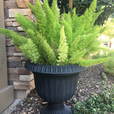 Brooke's garden