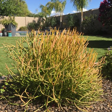Brooke's garden