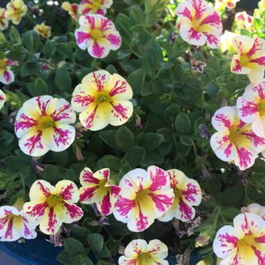 Brooke's garden