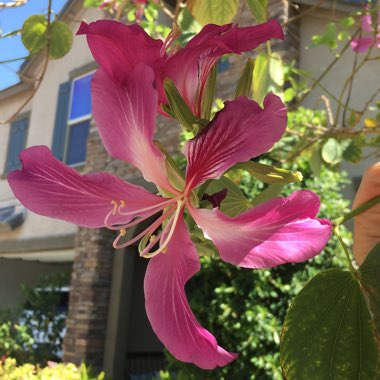 Brooke's garden