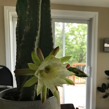 Cereus peruvianus