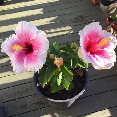 Hibiscus rosa-sinensis 'Shabby Chic'