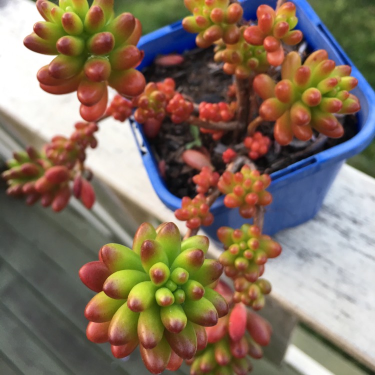 plant image 807604