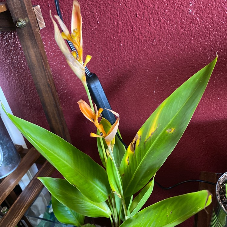 Plant image Heliconia psittacorum 'Andromeda'
