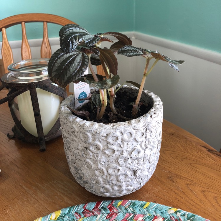 Plant image Pilea involucrata 'Norfolk'