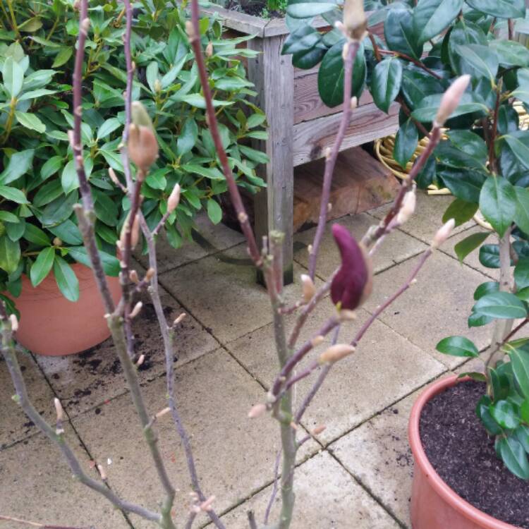 plant image 336357