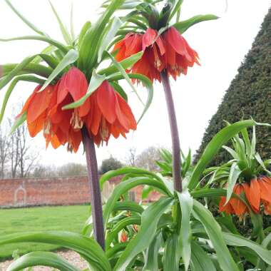 Fritillaria imperialis 'Blom's Orange Perfection'