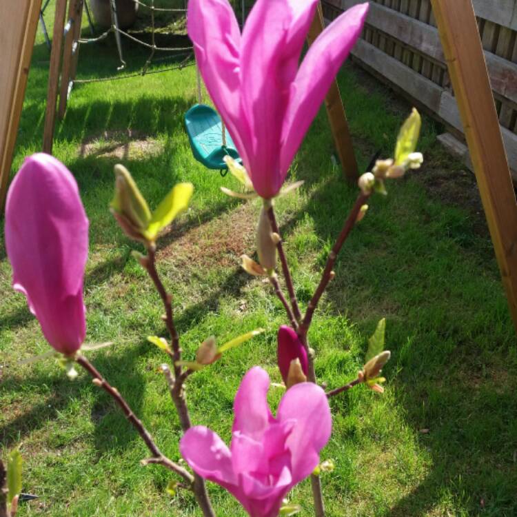 plant image 349938