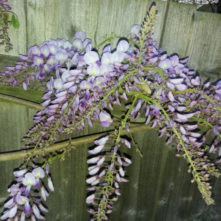 plant image 371792