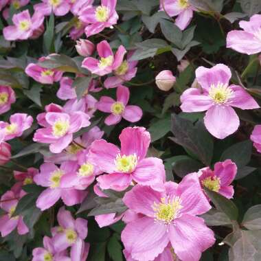 Clematis