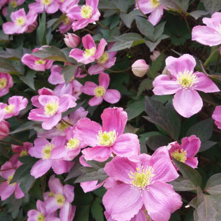 plant image 378136