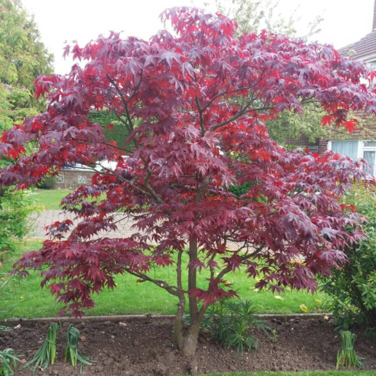 Plant image Acer