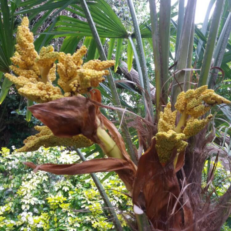 Plant image Trachycarpus 'Wagnerianus'