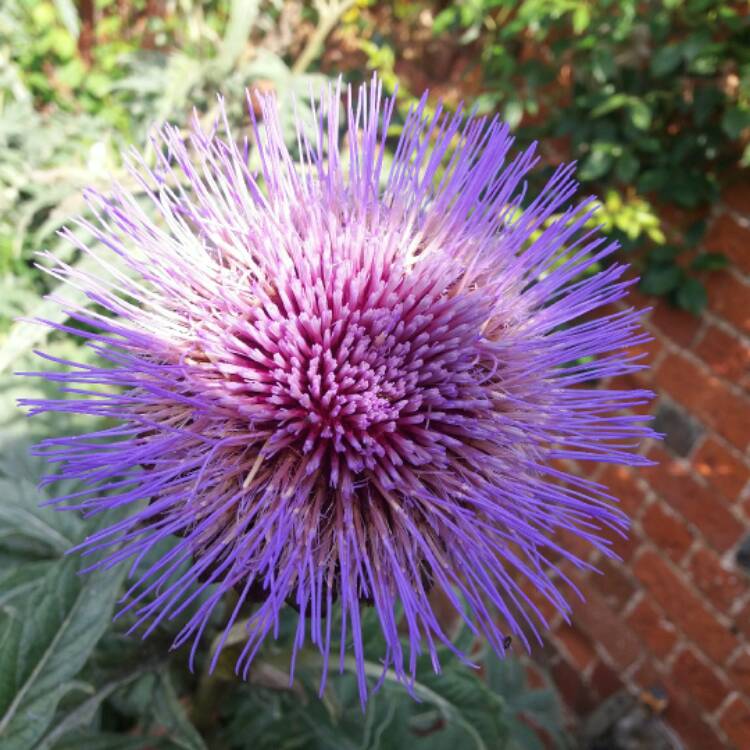Plant image Cynara cardunculus syn. Cynara cardunculus Cardoon