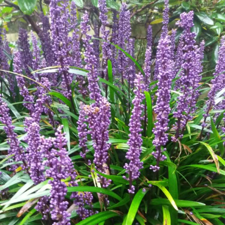 Plant image Liriope muscari 'Royal Purple'