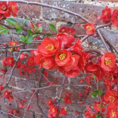 Chaenomeles