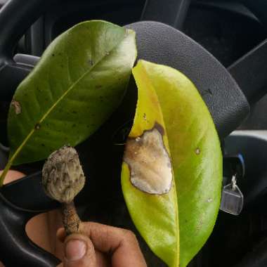Magnolia grandiflora 'Exmouth'