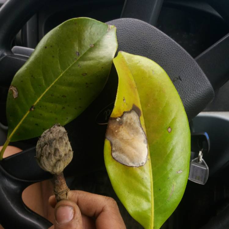 plant image 694254