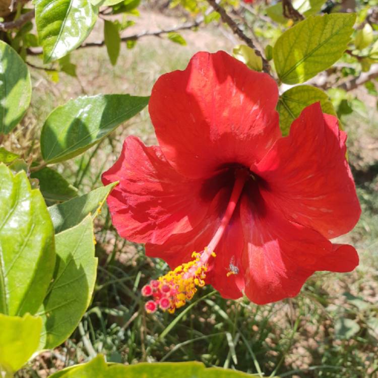 plant image 818319