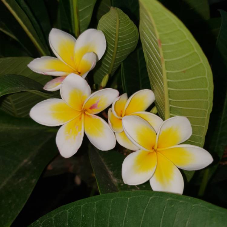 Plant image Plumeria