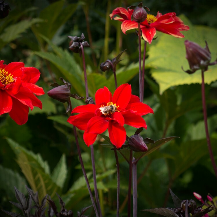 Leanne 's garden