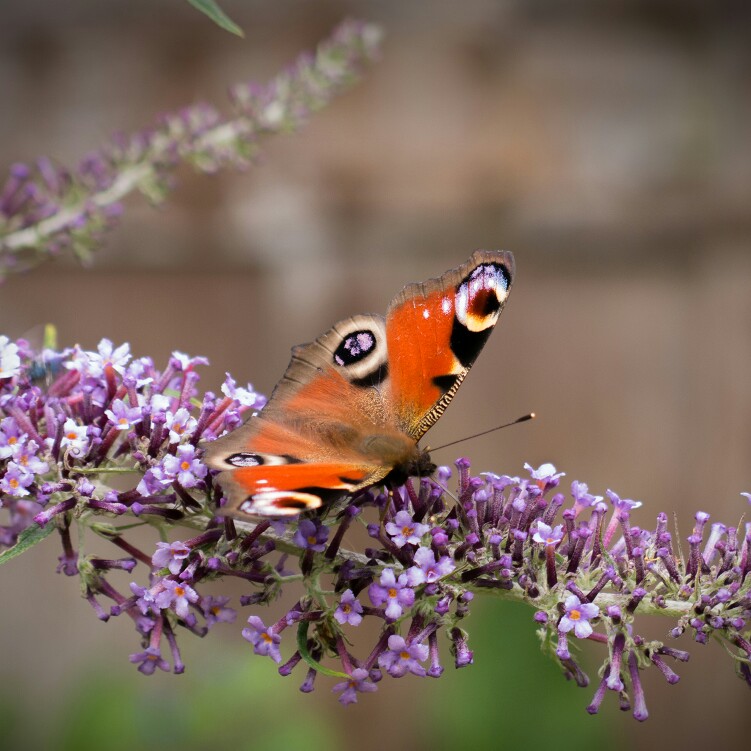 Leanne 's garden