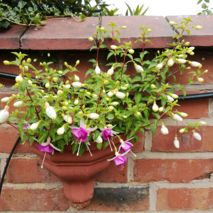 Plant image Fuchsia 'Dawn Star'